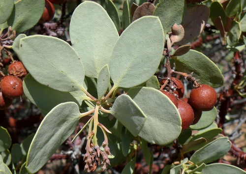 Arctostaphylos glauca (bigberry manzanita)