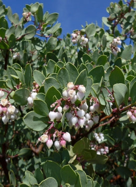 Arctostaphylos glauca (bigberry manzanita)