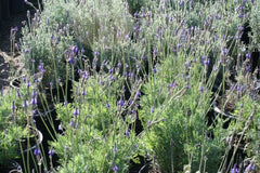 Lavandula multifida 'Kinneloa'
