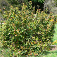 Berberis pinnata ssp. insularis