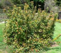 Berberis pinnata ssp. insularis