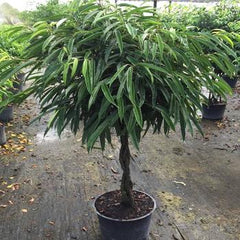 Ficus Alii, Braid