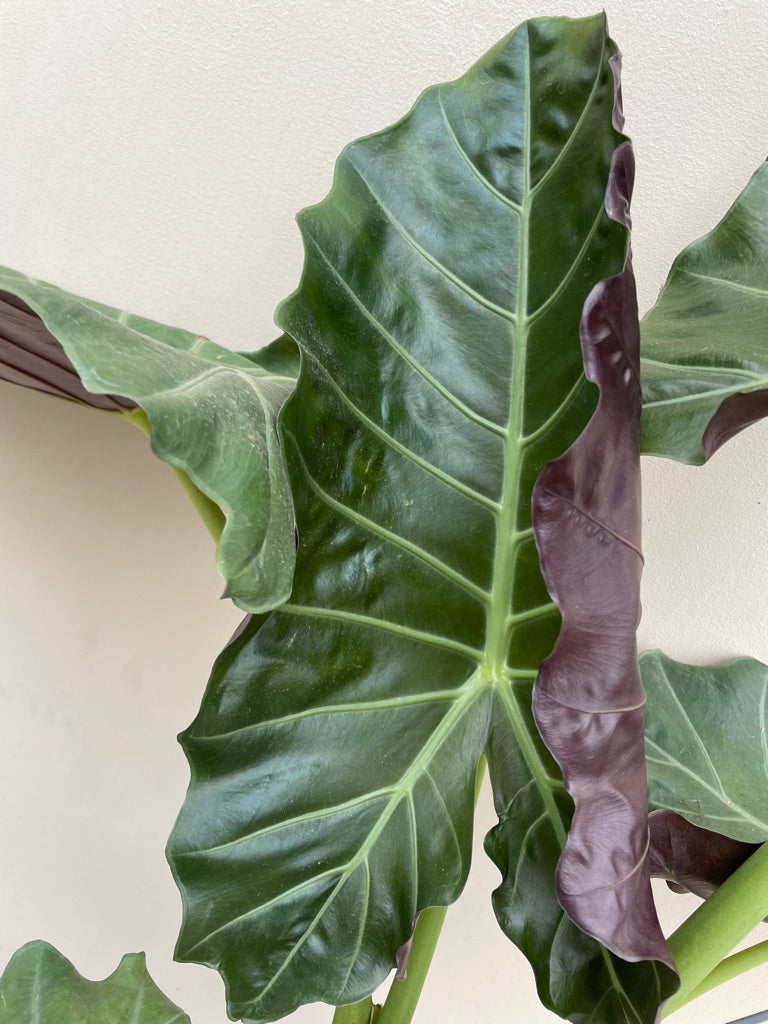 Alocasia Mayan Mask (elephant ear) – Plant Material