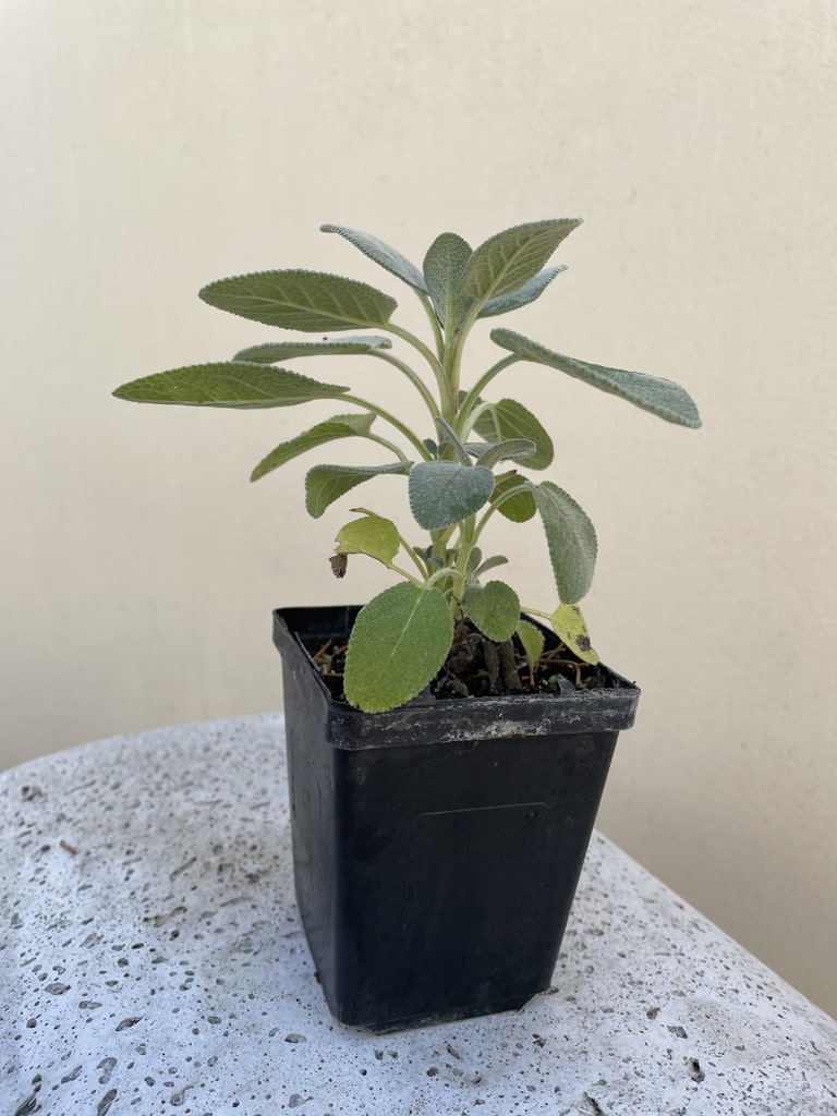 Certified Organic Sage 4" Pot