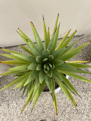 Agave tequilana (tequila agave)
