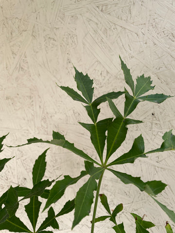 Cussonia spicata (cabbage tree)
