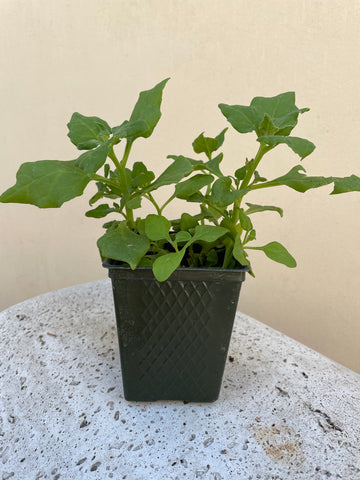 Organic New Zealand Spinach