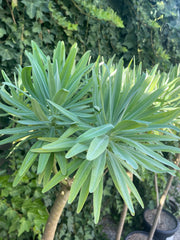 Euphorbia lambii