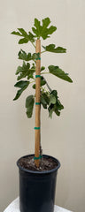 Panache Tiger Fig Tree