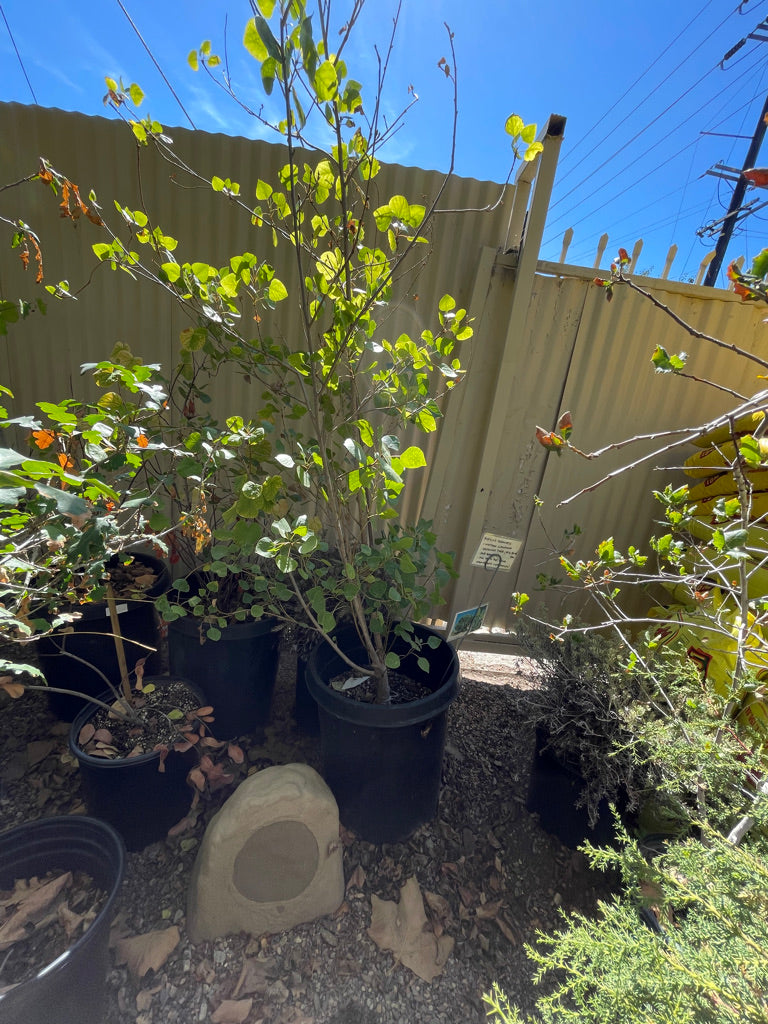 Populus fremontii (western cottonwood)