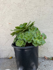 Aeonium Mint Saucer