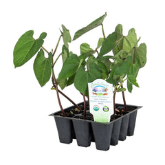 Organic Royal Burgundy Bean - Please call the shop for availability