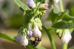 Organic Comfrey - Please call shop for availability