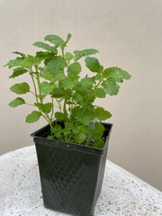 Organic Lemon Balm