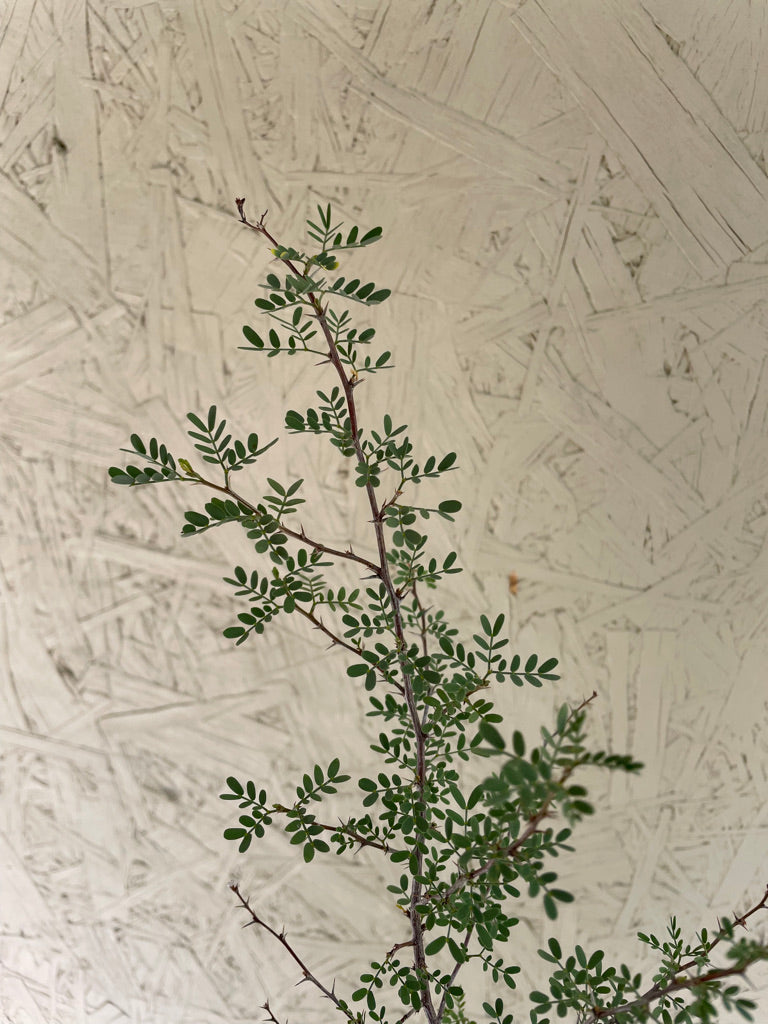 Prosopis pubescens (Screwbean Mesquite)