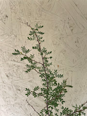 Prosopis pubescens, Screwbean Mesquite