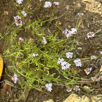 Verbena lilacina, Paseo Rancho Lilac by swell