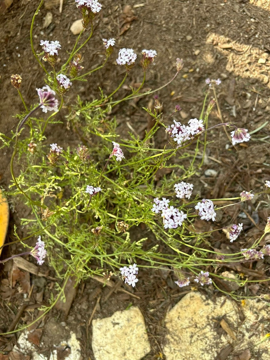 Verbena lilacina, Paseo Rancho Lilac by swell