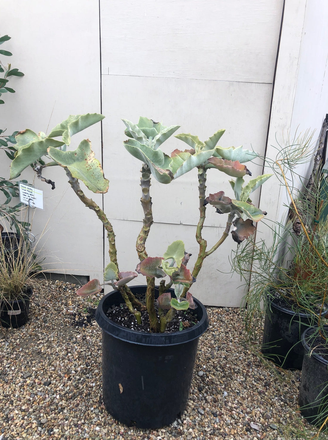 elephant ear bush succulent Kalanchoe beharensis (Velvet Elephant Ear)
