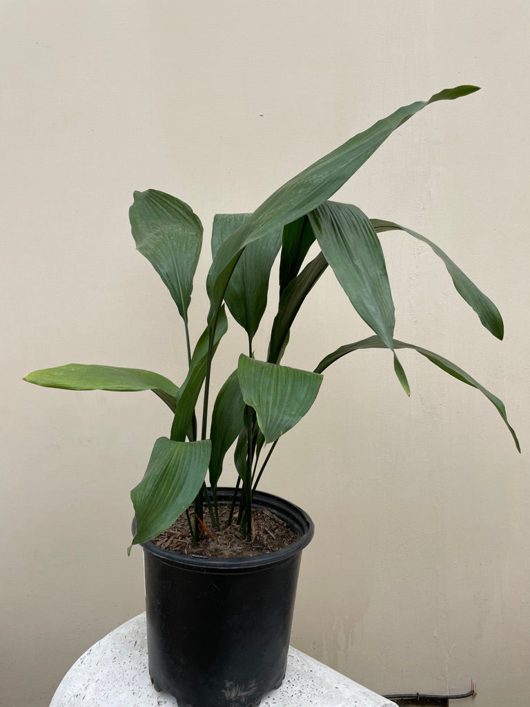 Aspidistra Elatior (Cast Iron Plant) 1 Gallon
