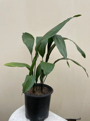 Aspidistra elatior (Cast Iron Plant)