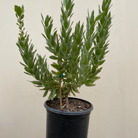 Leucospermum gueinzii
