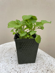 Organic Spilanthes, Acmella oleracea - Please call shop for availability