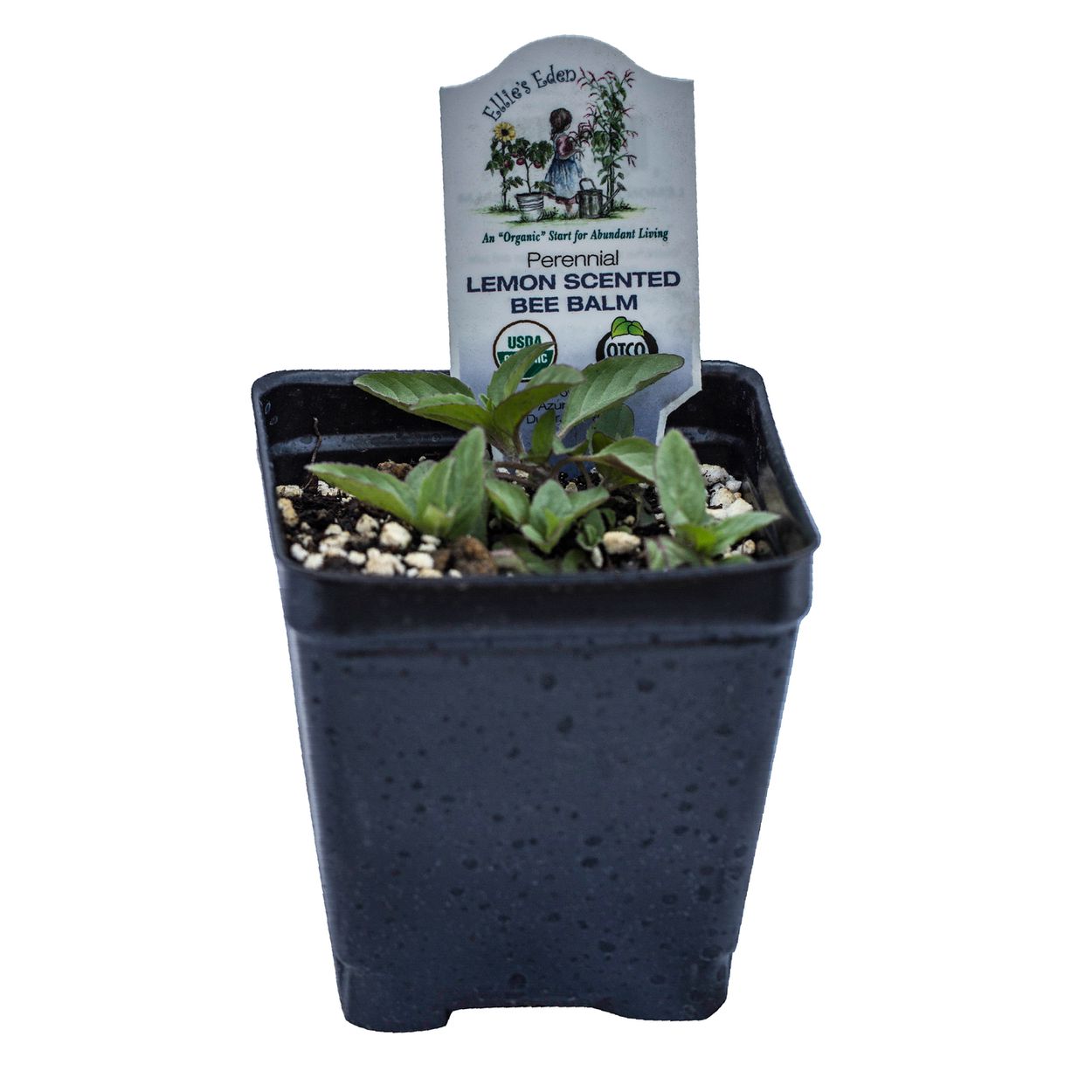 Organic Lemon Bee Balm - Please call shop for availability
