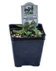 Organic Lemon Bee Balm - Please call shop for availability