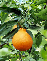 Minneola Tangelo, semi-dwarf