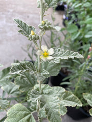 Sphaeralcea sulphurea, Guadalupe Island Globemallow