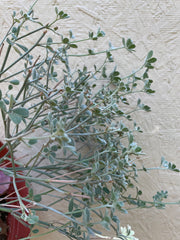 Acmispon argophyllus var. argenteus, Channel Islands Silver Lotus