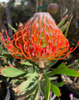 Leucospermum Tango