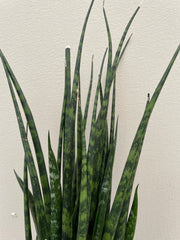 Sansevieria Fernwood Mikado