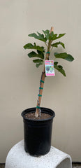 Black Mission Fig