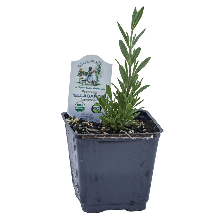 ellagance lavender plant Organic Ellagance Purple Lavender – Plant Material