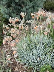 plant material shot
