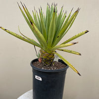 Agave tequilana (tequila agave)