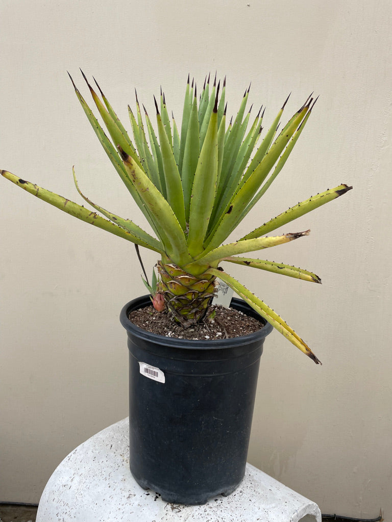 Agave tequilana (tequila agave)