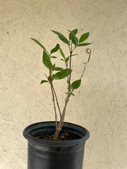 Calycanthus occidentalis (western spice bush)