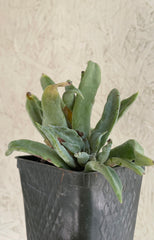 Dudleya caespitosa (Coast Dudleya)