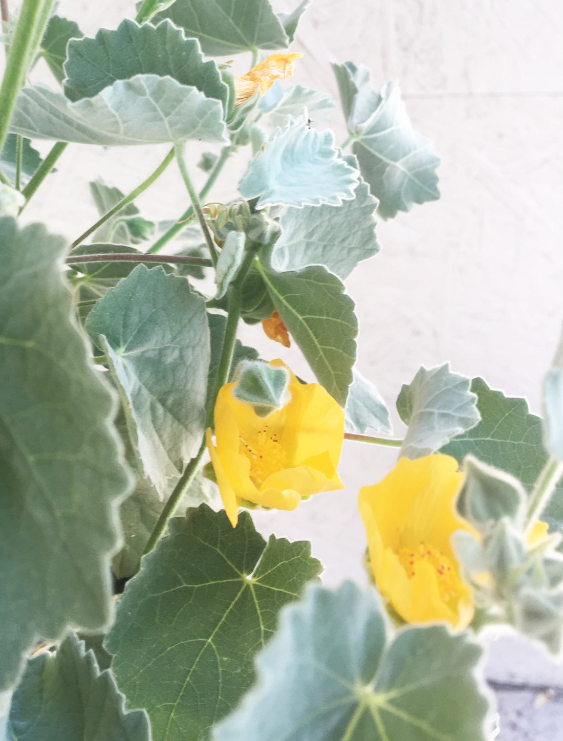 Abutilon palmeri (Indian Mallow) Yellow Flowers