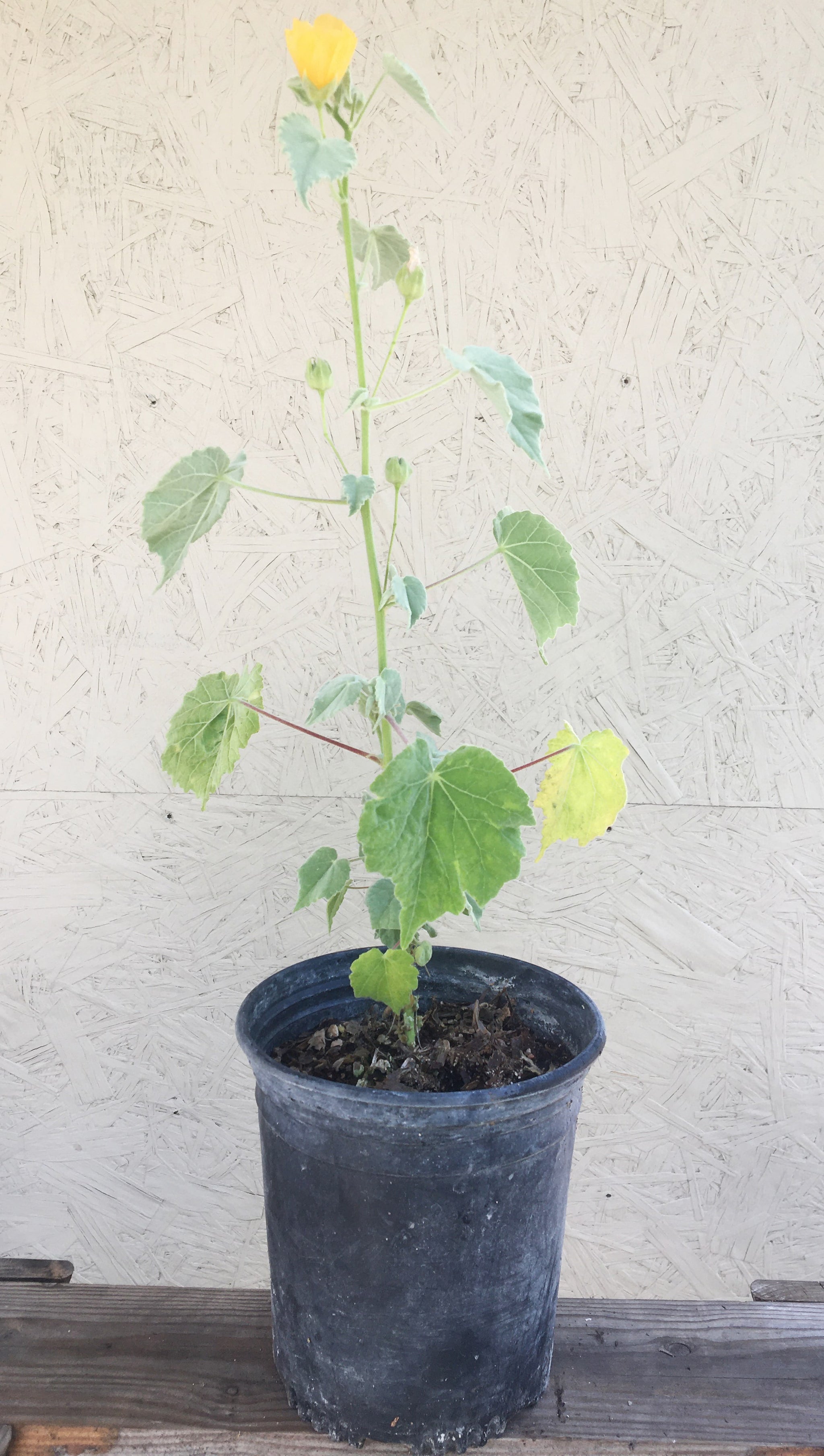 Abutilon palmeri, Palmer’s Mallow – Plant Material