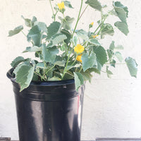 Abutilon palmeri (Indian Mallow) 5 Gallon