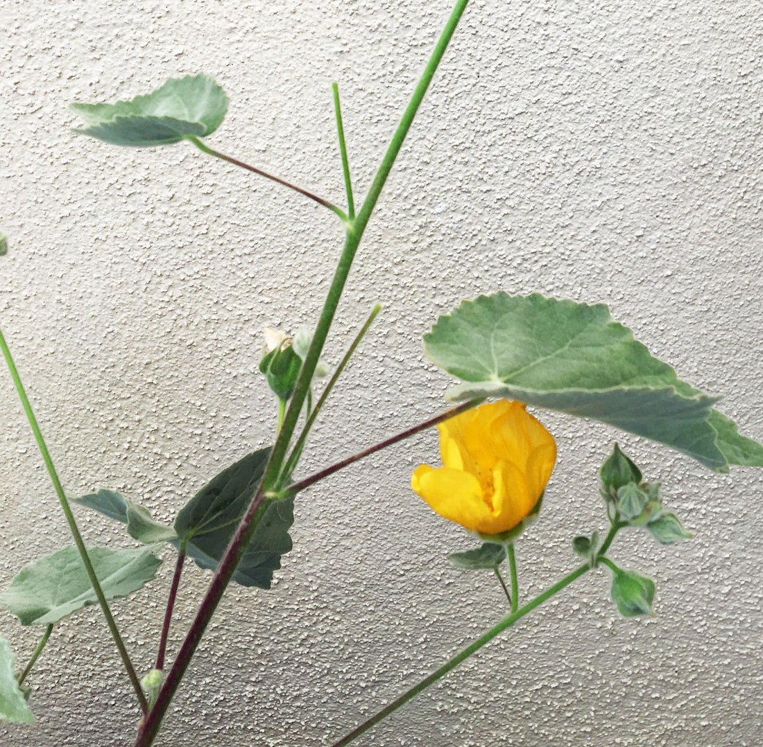 Abutilon palmeri (Indian Mallow) Flowers and Leaves