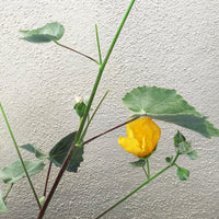 Abutilon palmeri (Indian Mallow) Flowers and Leaves