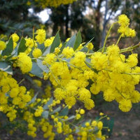 Acacia cultriformis (knifeleaf acacia)