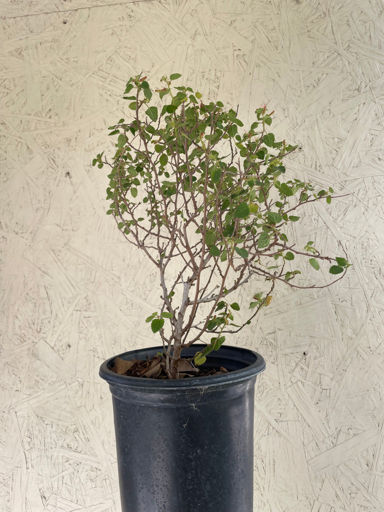 Acalypha californica, California copperleaf