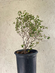 Acalypha californica, California copperleaf
