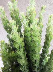 Adenanthos sericeus, Coast Woollybush